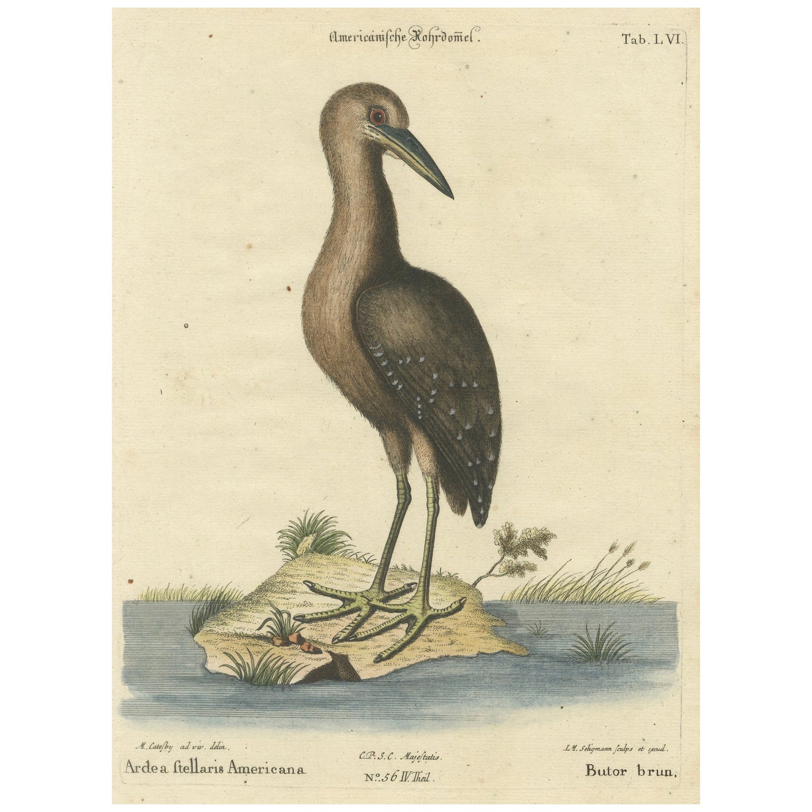 18th Century Hand-Colored Engraving of the American Bittern by Seligmann