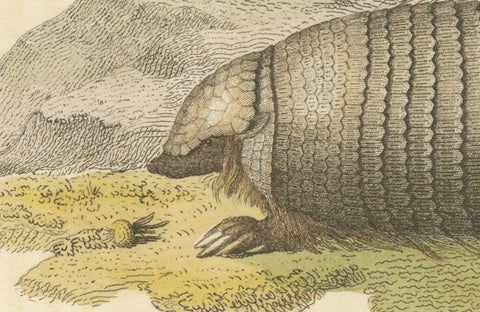 An Original 1825 Illustration of the Large Hairy Armadillo by G.B. Whittaker, close-up 1