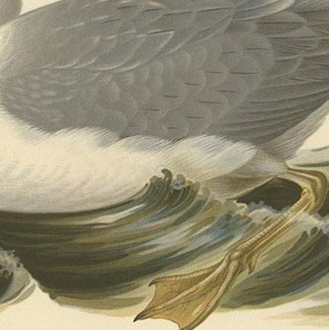 Antique Bird Print of the European Herring Gull 'Summer' by Von Wright, 1929, close-up 2