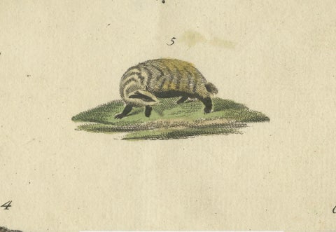 Antique Handcolored Engraving of Carnivorous Mammals, c.1800, close-up 2