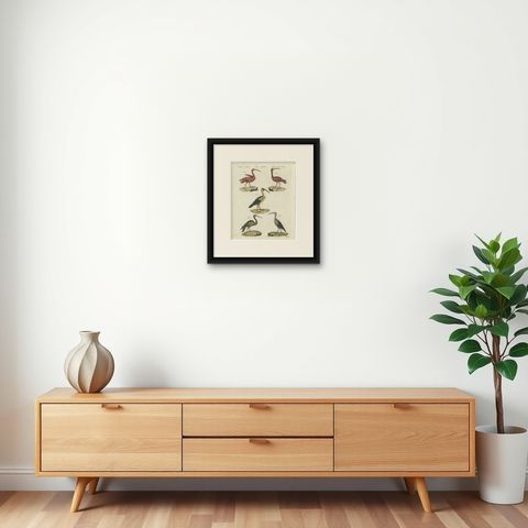 Scarlet Ibis and Other Ibises, Antique Bertuch Print, Vienna, circa 1812, shown framed on a wall