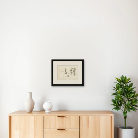 Antique Print of the Musky-Smelling Dendrobium by Symes '1800', shown framed on a wall