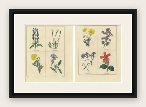 Pair of Hand-Colored Botanical Engravings of Wild & Garden Flowers, London 1828, shown framed