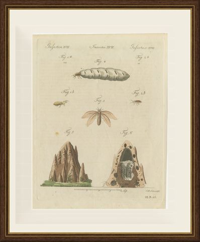 Termites and Termite Mound with Swollen Queen, Antique Bertuch Print, circa 1805, shown framed