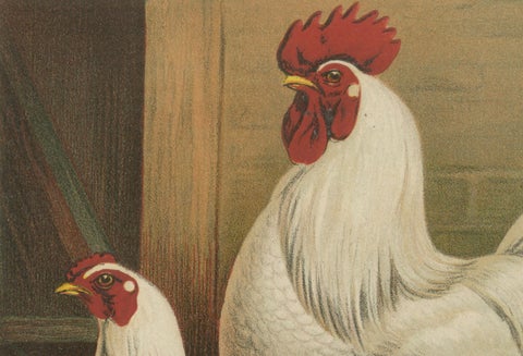The Elegant White Cochinchina - A Rare 19th Century Poultry Lithograph, close-up 3