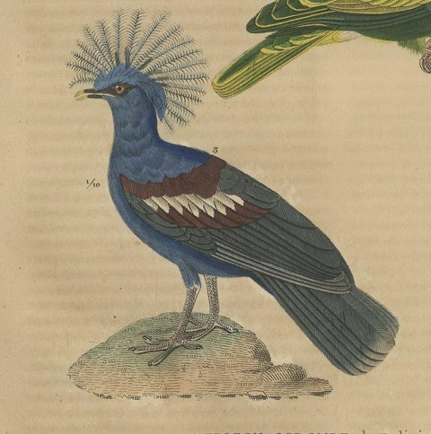 Handcolored Print of a Ground Dove, African Green Pigeon & Crowned Pigeon, 1845, close-up 2
