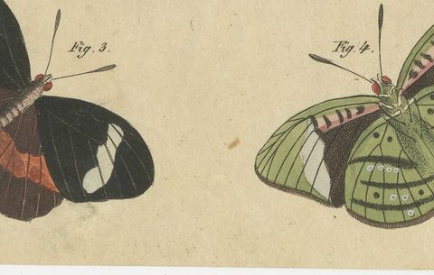Exotic Butterflies and Saturniid Moth, Antique Bertuch Print, Vienna, circa 1815, close-up 2