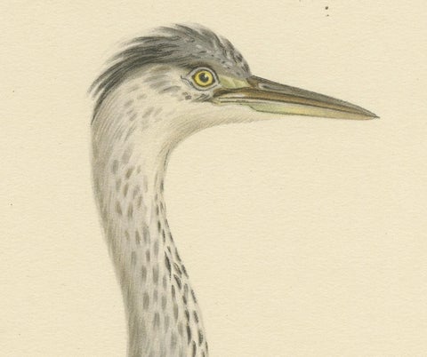 The Young Grey Heron from the "Svenska Fåglar Lithographs Series, 1929, close-up 2