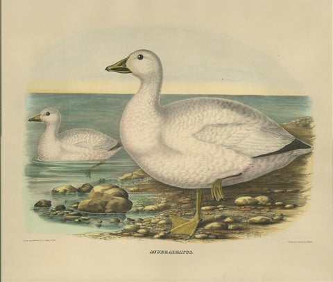 Antique Bird Print of Cassin's Snow Goose Made after D.G. Elliot, 1869, view 3