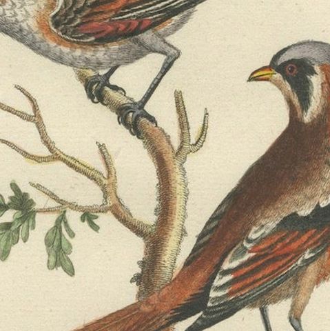 The Lesser Grey Shrike Bird in a Hand-Colored Engraving, 1749, close-up 5