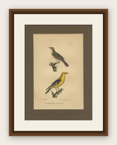 Golden Oriole & Reed Warbler, Antique hand-coloured lithograph, c.1828, shown framed