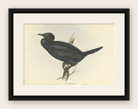 Little Cormorant, Antique Bird Lithograph by John Gould, c.1832, shown framed