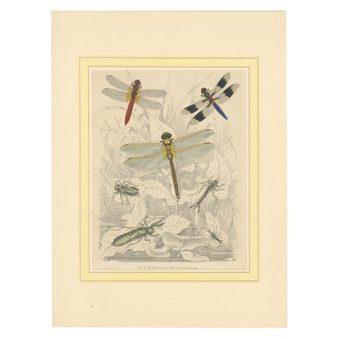 1853 Hand-Colored Litho of Dragonflies and Nymph Stages, A Study in Entomology