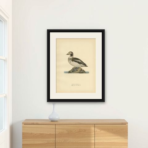 Antique Bird Print of a Young Long-Tailed Duck by Von Wright '1929', shown framed on a wall