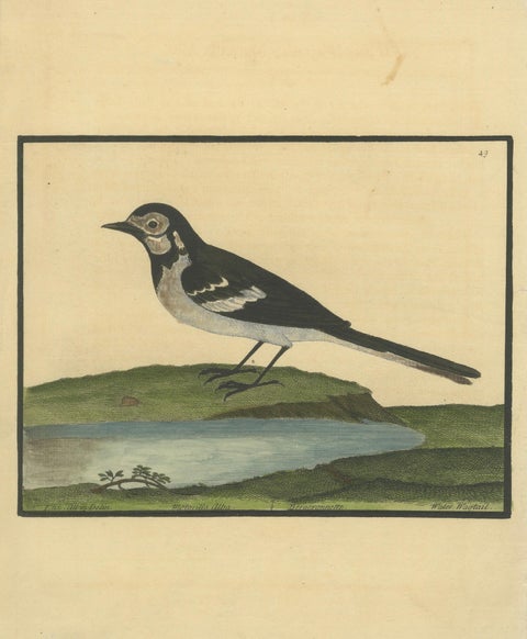 Antique Hand-Colored Engraving of the Water Wagtail by Eleazar Albin, circa 1730, close-up 1