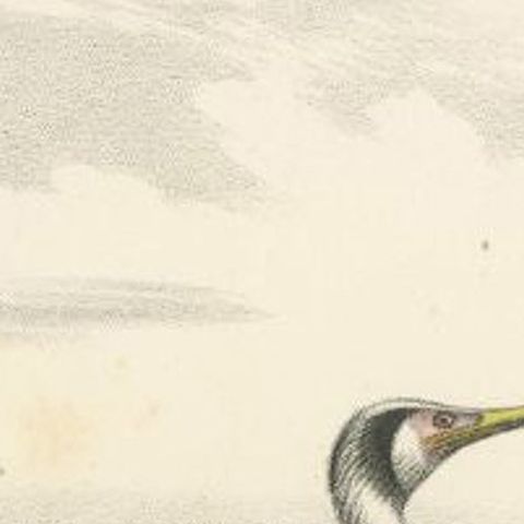 Antique Print of a Cormorant Bird, circa 1860, close-up 1