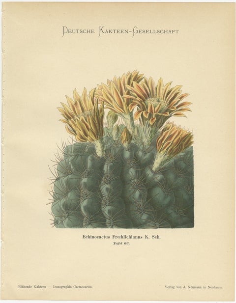 Set of 4 Antique Cactus Prints, Echinopsis Calochlora, Schumann, circa 1900, view 4