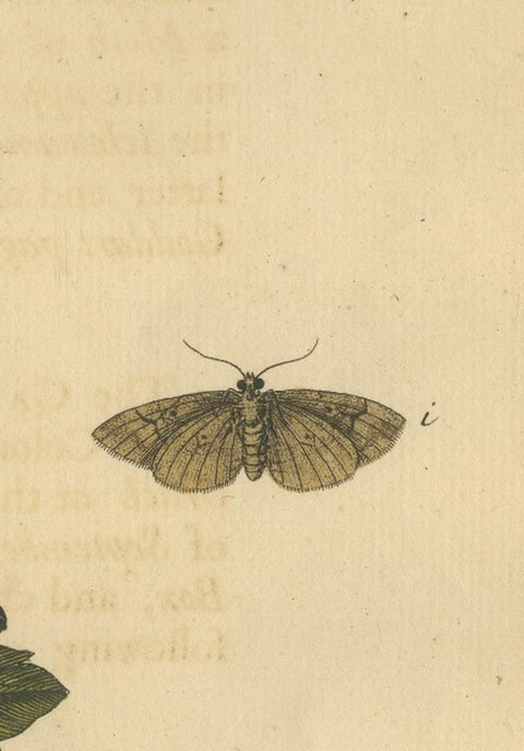 English Moths and Caterpillars on Hawthorn & Flowering Plant, Antique Print 1720, view 11