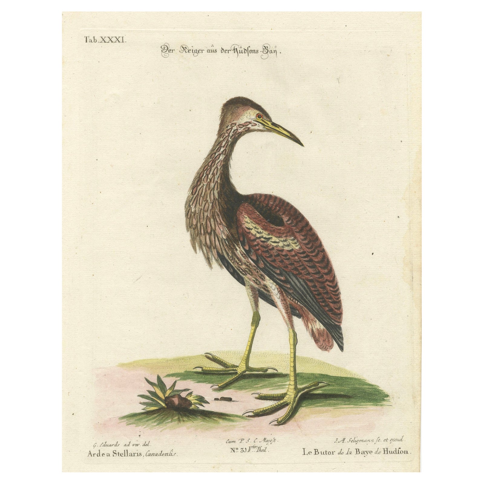 Hand-Colored Engraving of the Hudson Bay Heron by Johann Michael Seligmann, 1770