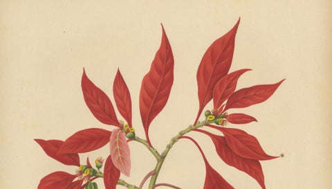 Original Antique Poinsettia Botanical Chromolithograph by Hoola van Nooten, 1880, close-up 2