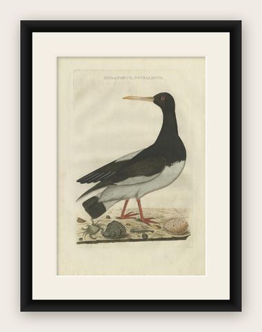 Antique Bird Print of the Eurasian Oystercatcher by Sepp & Nozeman, 1770, shown framed