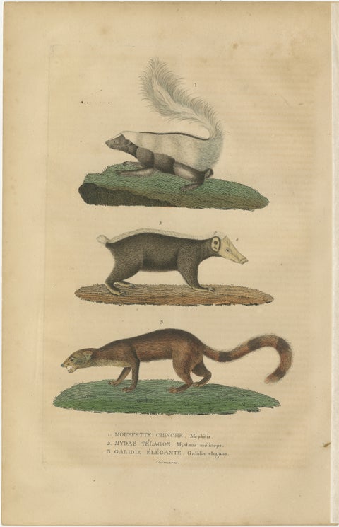 Diverse Mammals Engraved and Hand-Colored: Skunk, Stink Badger, and Canid, 1845, view 2