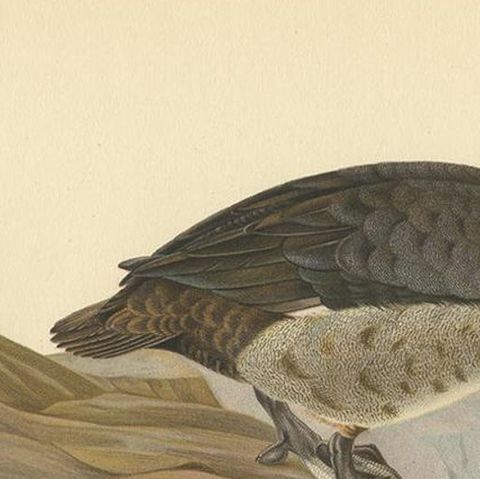 Antique Bird Print of the Greater Scaup by Von Wright, 1929, close-up 1