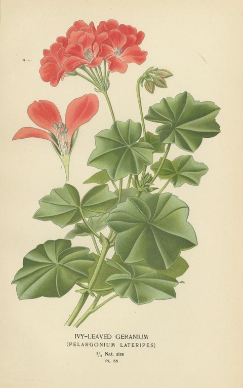 Heritage Blooms: A Triptych of Geranium Varietals, 1896, close-up 2