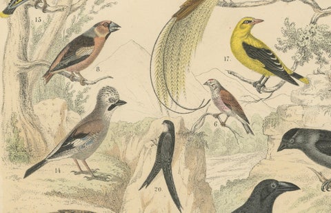 Songbirds & Tropical Birds Print: Hornbill, Bee-eater, Crow, Antique 1867, close-up 1