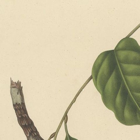 Lansium Domesticum, Langsat Botanical Lithograph c.1863, close-up 1