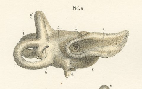 The Bony Labyrinth and Cochlea, Antique Hirschfeld Anatomy Print, 1866, view 3