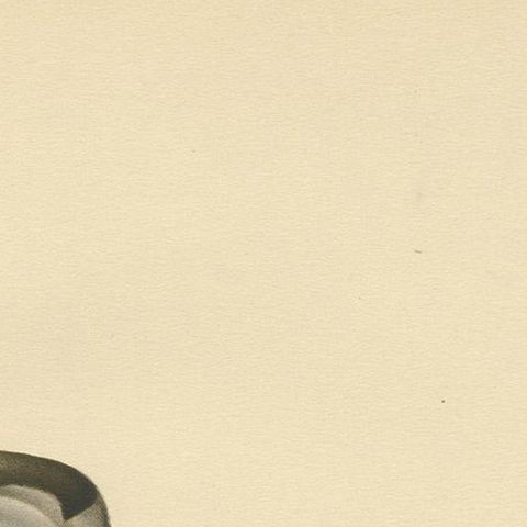 Antique Bird Print of a Young Red-Necked Grebe by Von Wright, 1929, close-up 1