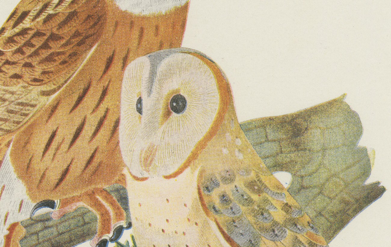 Striped Owl, Barn Owl and Pygmy Owl, Brazilian Bird Print, Descourtilz, 1944, view 4