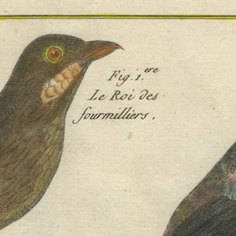 Hand-Colored Engraving of Diverse Bird Species from Histoire Naturelle, 1790, close-up 4