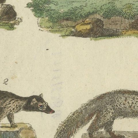 Antique Handcolored Engraving of Civets, Mongooses, and Badgers, c.1800, close-up 5