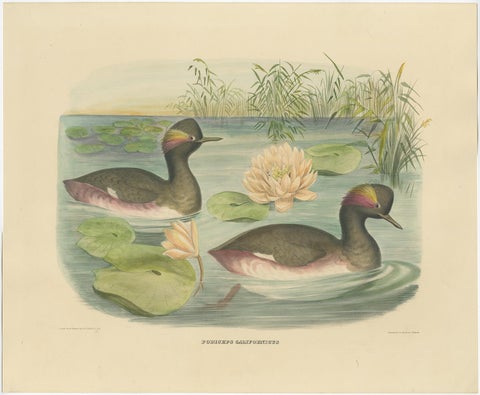 Two Black-Necked Grebes Rare Large Antique Bird Print, 1869, view 2