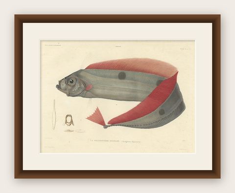 Antique Ribbonfish Print, Hand-Colored Lithograph of Trachypterus Bogmarus 1845, shown framed