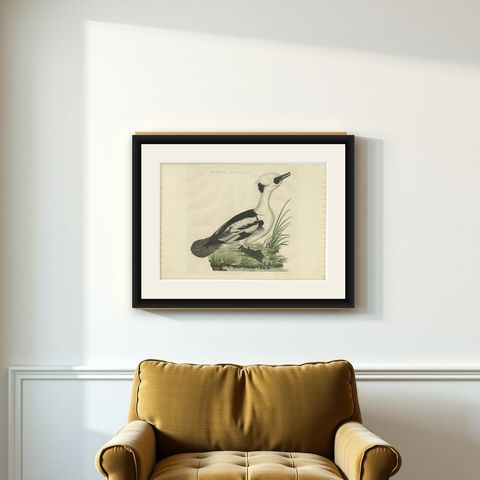 Smew Duck, Antique Dutch Bird Print by Sepp & Nozeman, Hand-Colored, circa 1809, shown framed on a wall