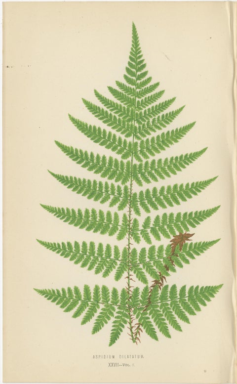 Set of 3 Antique Fern Prints - Aspidium Pubescens, Elongatum, Dilatatum (c.1868), view 4