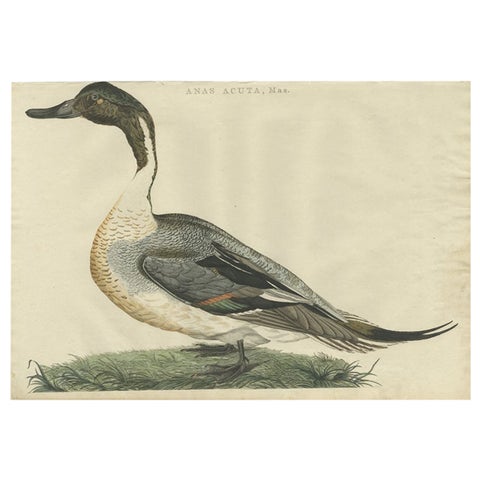 Northern Pintail Drake - Antique Bird Engraving by Nozeman and Sepp, 1789