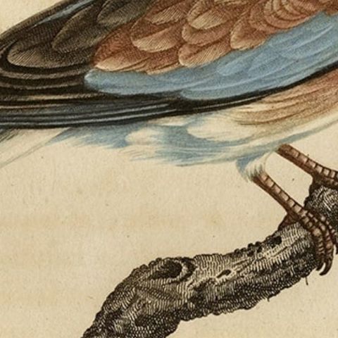 Original Antique Handcolored Bird Print of a Male Laughing Dove, 1803, close-up 3
