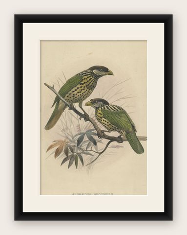 Original Antique Bird Print of The White-Eared Cat Bird, 1869, shown framed