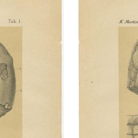 Antique Print of Caribbean Coral & Fossils - Geological Lithograph Pair, 1888, close-up 6