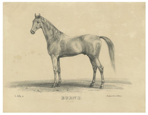 Antique Arabian Horse Lithograph “Burnu” by August Jäger, 1846