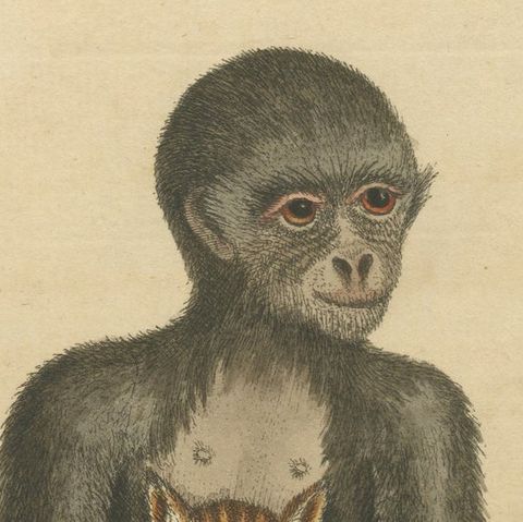 Antique Print of a middle-sized Black Monkey, close-up 1