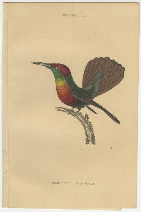 Hummingbird Bird Prints, Handcolored Fiery-Tailed Hummingbirds by Jardine, 1837, view 11