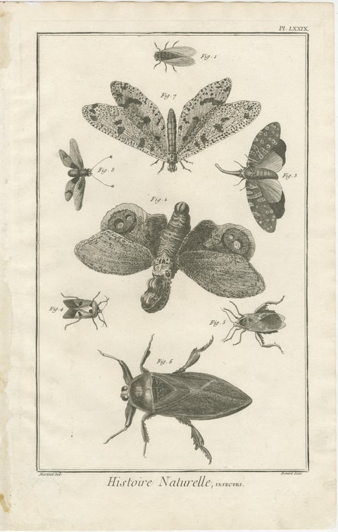 Set of Three Antique Engravings of Insects from Diderot’s Encyclopédie, ca. 1770, view 4