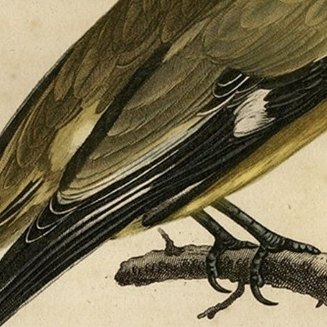 Original Handcolored Print of a Male Oriole, 1802, close-up 2