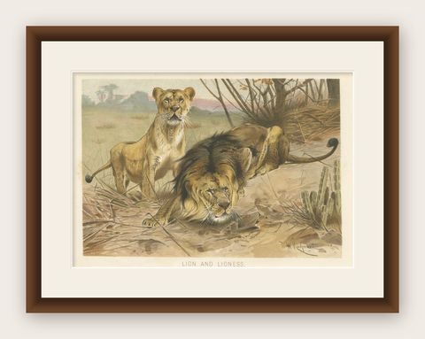 Lion and Lioness, Antique Big Cat Print, Victorian Natural History 1894, shown framed