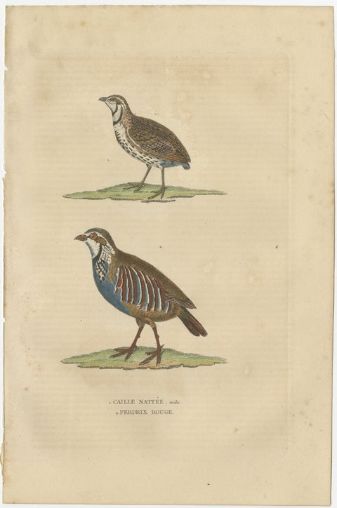 Handcolored Bird Print of a Male Quail and a Red-Legged Partridge, view 2